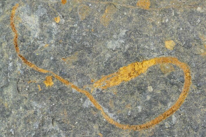Ordovician Crinoid Fossil - Kaid Rami, Morocco #102832